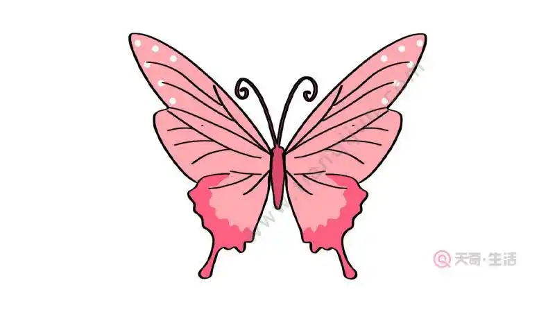 画蝴蝶简笔画 可爱,画蝴蝶简笔画视频- 三君经验百科网