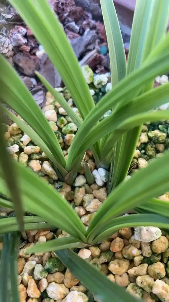 天天找这些刚出土的芽,不负所望啊#爱生活爱养花 #种兰花我是 - 抖音