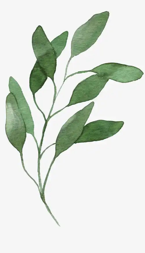 手绘水彩绿色叶子装饰图案免抠素材免费下载_觅元素51yuansu.com