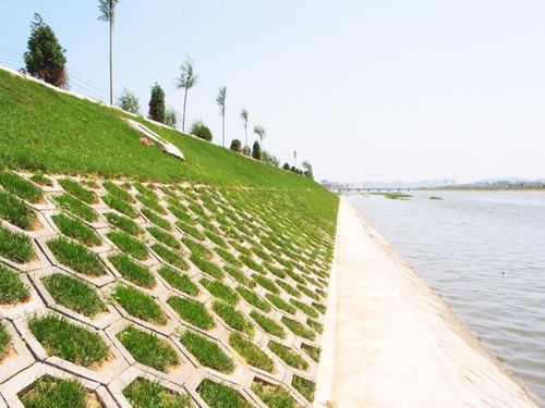 护坡固土草种 护坡草种子草籽 绿化草坪种子四季青耐旱抗热护坡王