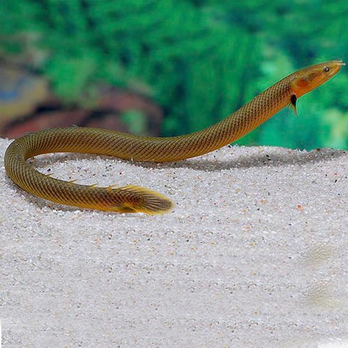 热带鱼稀有宠物水族淡水鱼观赏活体九角龙活体古代鱼