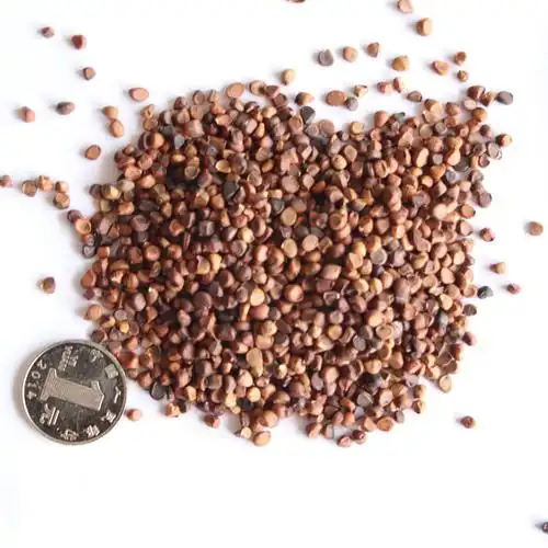 批发马兰种子 工程草花种子 马兰种子 量大优惠 马兰种子