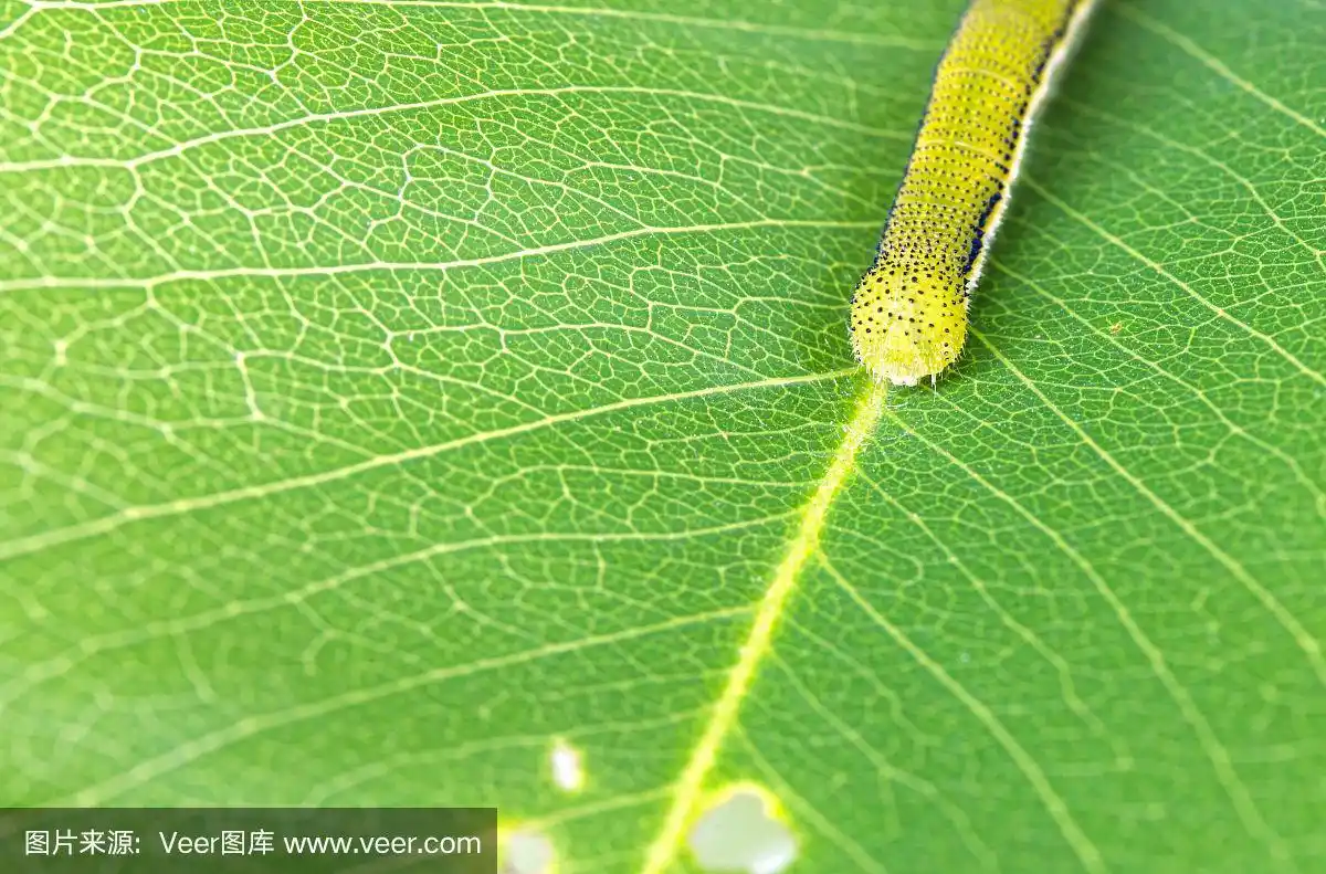美丽的毛毛虫在吃叶子