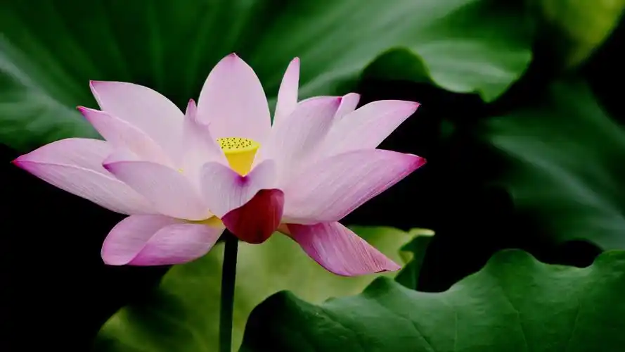 粉色荷花桌面壁纸