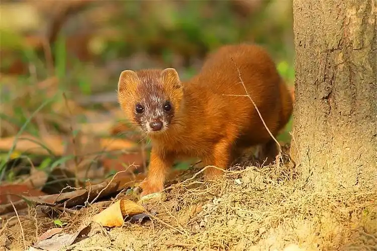 黄鼠狼为什么叫黄大仙