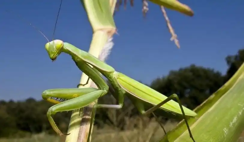 i:螳螂与老虎的战斗力,谁的更弱?