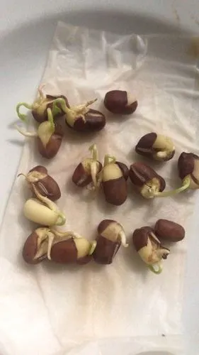 难道他们的水分不够,于是我又将没有发芽的红豆喷了一点