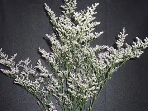 【转载】情人草