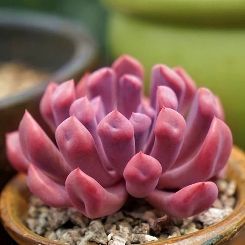 多肉植物粉色系丘比特小老桩绿植 阳台窗台净化空气萌肉肉组合