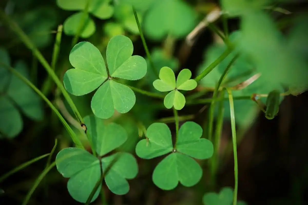 四叶草,是一种常见的植物,通常被认为是幸运的象征.