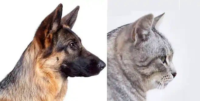 猫科动物相比其他食肉动物如犬科口鼻部较短