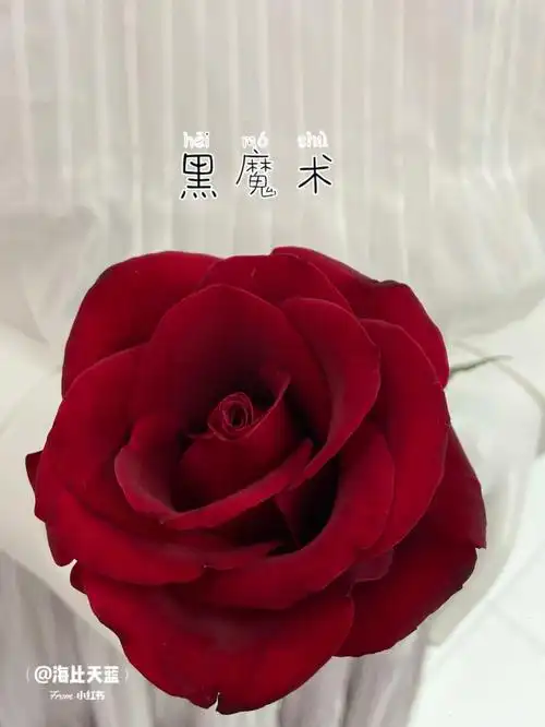 黑魔术玫瑰