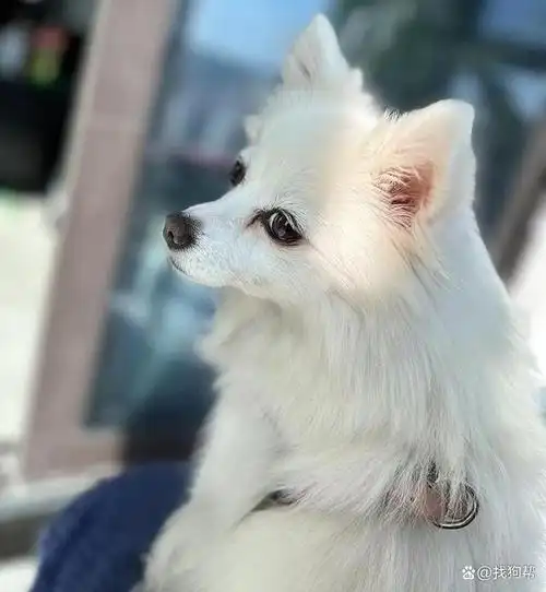 金华市武义县1000寻找白色博美