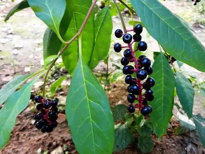 商陆图册_360百科