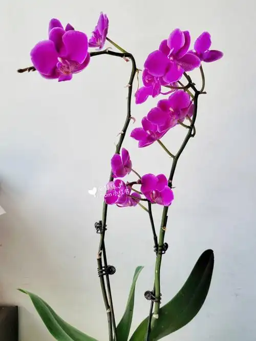 首次坚持开花了三个月的蝴蝶兰