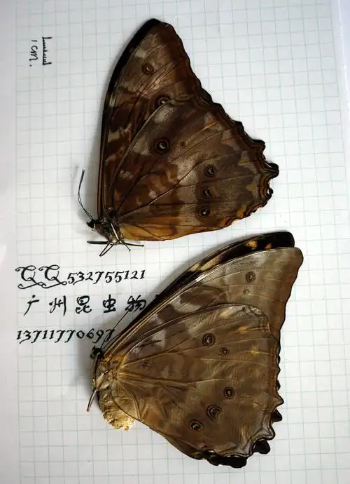 蝴蝶标本 黑太阳闪蝶雌雄各一未展翅原蝶标本a1 秘鲁进口蝴蝶标本