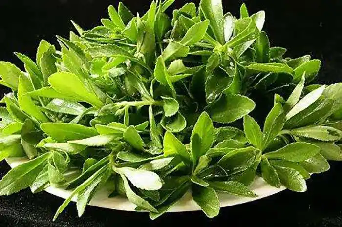 邢台高钙菜的种植常用指南