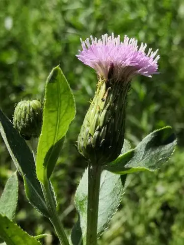 墙角生杂草,黄花不舍拨.