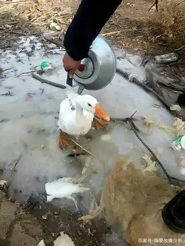 东北大鹅露天洗澡被冻在冰面上,鹅:我太难了,炖了我吧