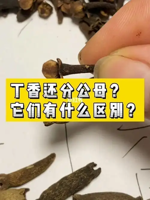 公丁香和母丁香有什么区别