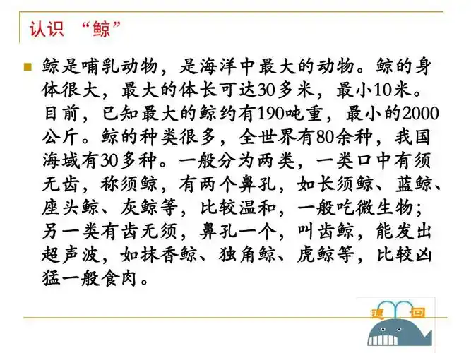 鲸_ppt课件 (1)