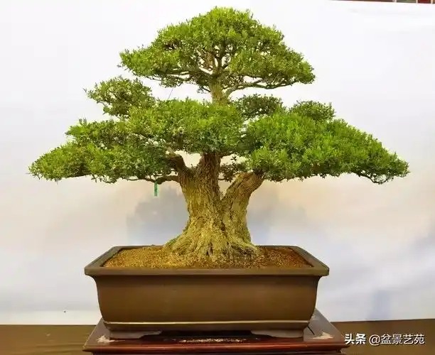 赏"木中君子"黄杨盆景