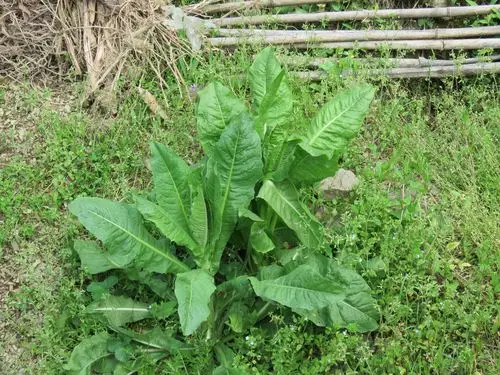 后河保护区菊苣(一)