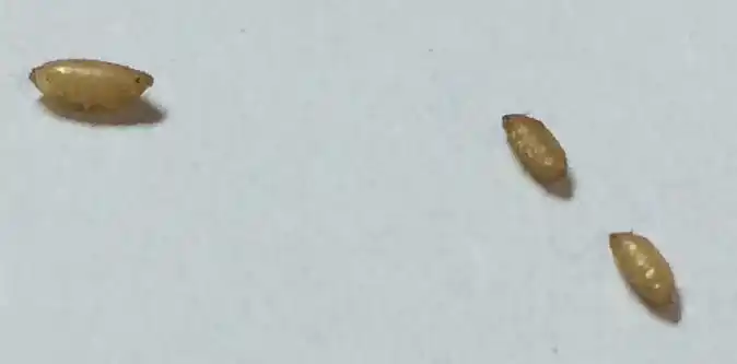 像是苍蝇卵 追问: 那不就是蛆吗,不过为啥这么小 追答: 苍蝇也有大的