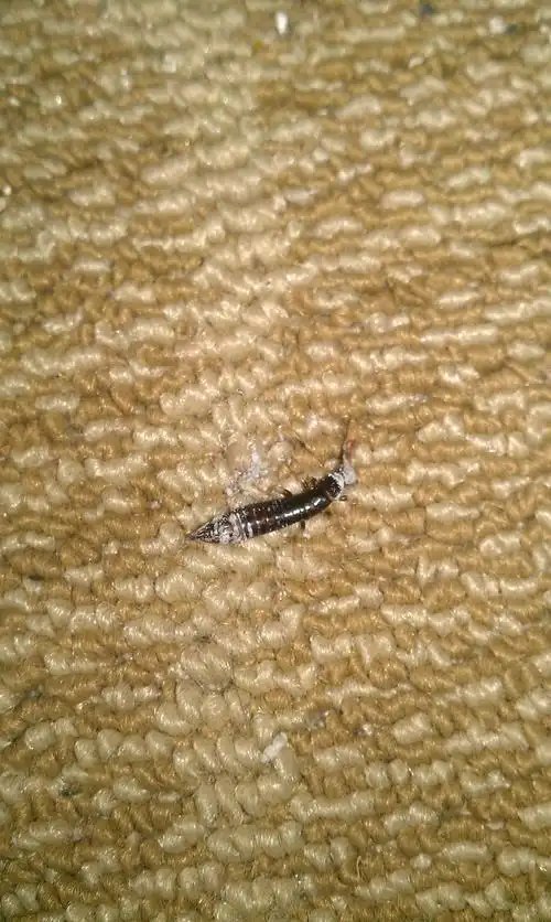 这是什么虫子?尾巴有一对夹子