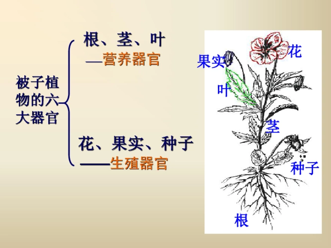 第4节  植物的一生被子植物的六大器官根,茎,叶花,果实,种子花叶果实