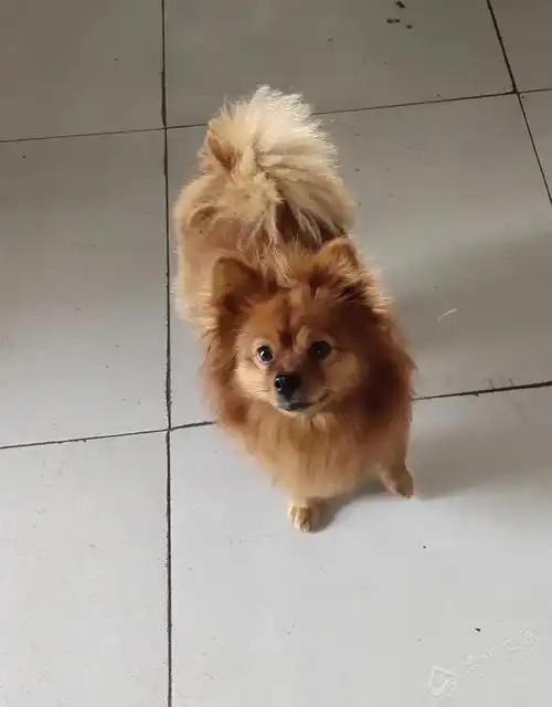 寻狗启示 : 狗儿名字叫国美,本人狗儿博美犬10