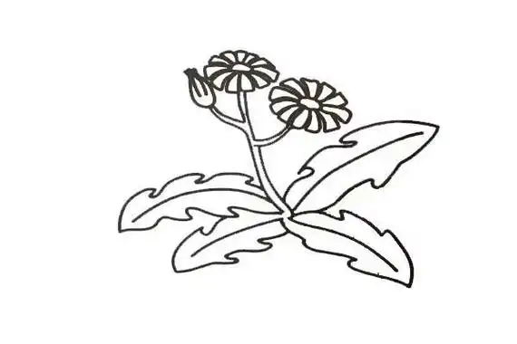 苦菊花简笔画