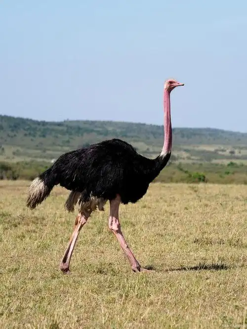 鸵鸟鸵鸟是一种大型的非飞行鸟类,以其强壮的双腿和长脖子而闻名.