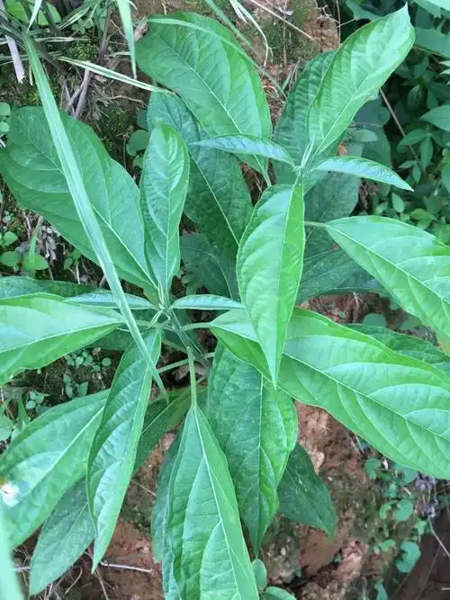 每日中药——大青叶