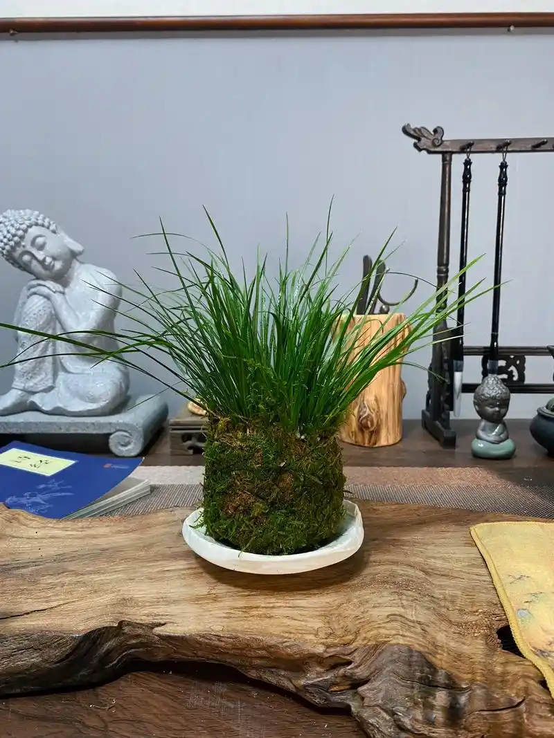 虎须菖蒲苔藓球植物.#苔藓植物 #禅意生活 #茶空间 #茶台 - 抖音