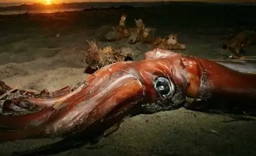 世界上最大的乌贼大王乌贼长80米重达50吨敢与鲸鱼搏斗