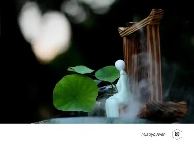 禅意碗莲_生态_poco摄影