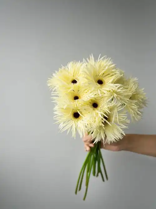 拉丝非洲菊温柔的奶油小太阳