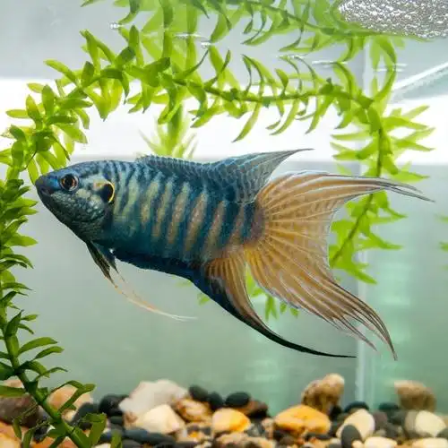 红蓝叉尾斗鱼评级标准