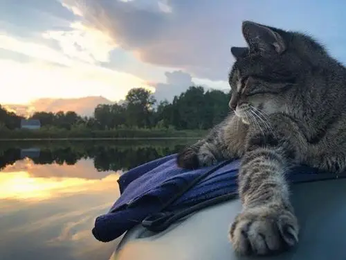 偶尔冥想,思考喵生和小哥自拍也是耍得了帅也卖的了乖spritzer现在