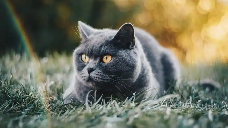 俄罗斯蓝猫图片-动物壁纸-高清动物图片-娟娟壁纸