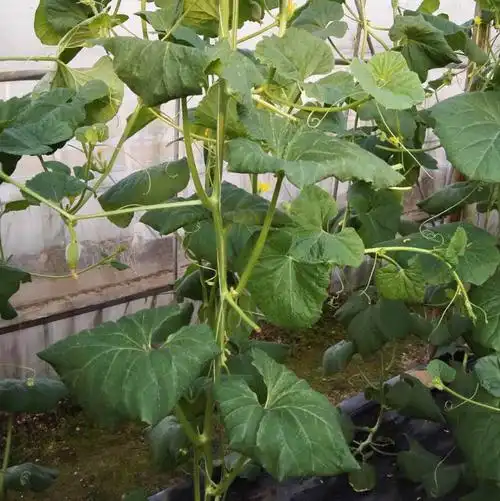 各位老师帮帮忙看下这个哈密瓜的叶子是怎么了?