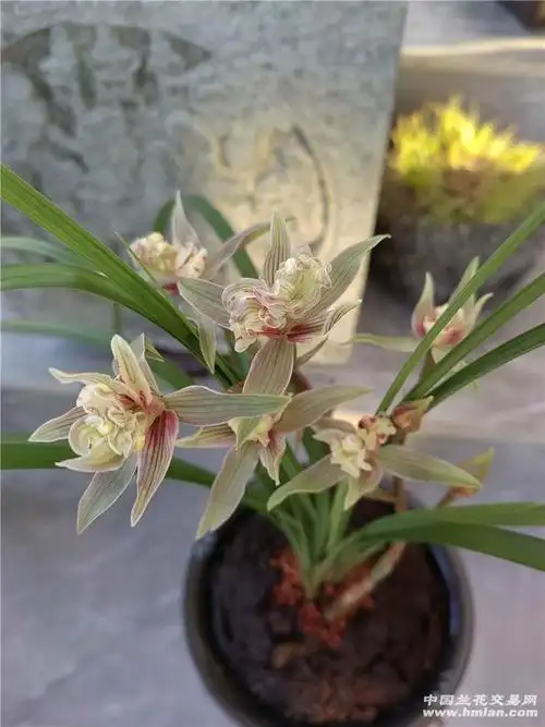 国色天香-莲瓣篇-中国兰花交易网社区