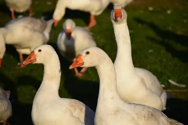 geese,geese schaar,house geese,white,goose meadow,poultry,animal