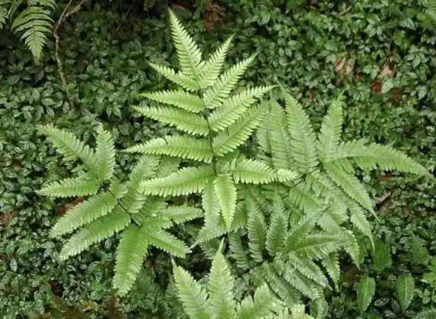 凤尾草的功效与作用有哪些?