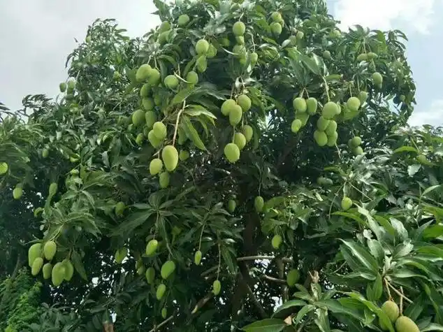 bob国际网页版(中国)官方网站ios/安卓通用版/手机app入口