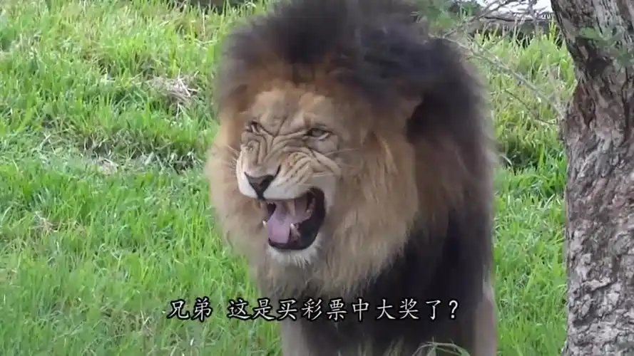 动物园一头雄狮,竟突然狂笑不止?知道真相后长知识了!