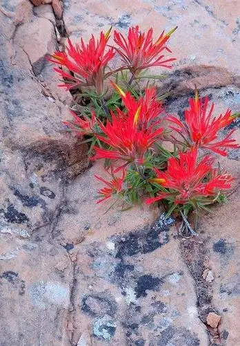 所以又称印第安画笔或红色印第安画笔,玄参科火焰草属多年生草本植物