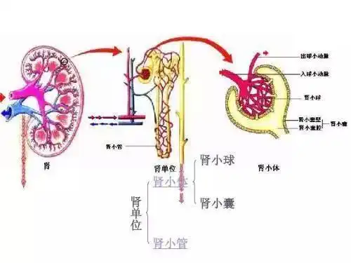 这里就的说一说尿液是如何形成的了,首先在人体循环系统的运输下,血液