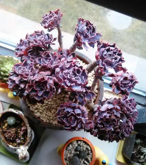 晚霞之舞老桩 - 滇味多肉的日志 - 网易博客